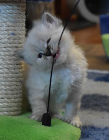Noodles